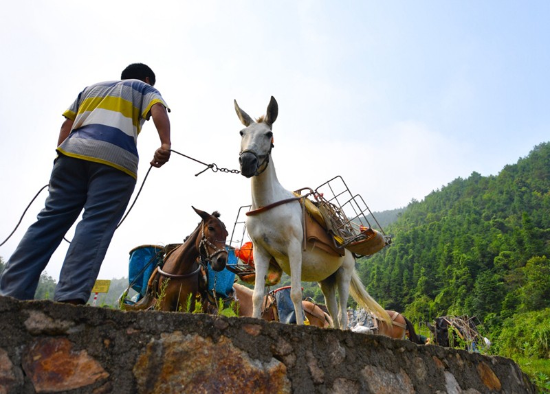 邳州市骡马运输